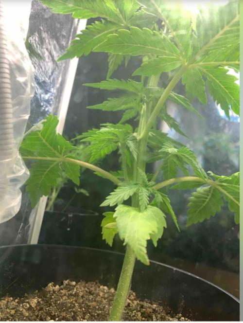Red Jack Auto (WindowSil Modest/Attempt). Week 3 - 26/04/26