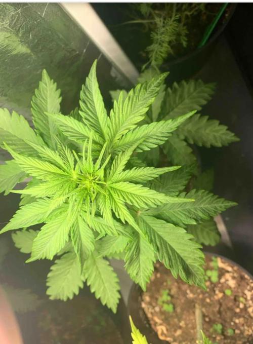 Red Jack Auto (WindowSil Modest/Attempt). Week 3 - 26/04/26