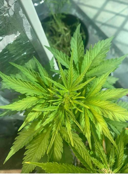 Red Jack Auto (WindowSil Modest/Attempt). Week 4 - 28/04/26