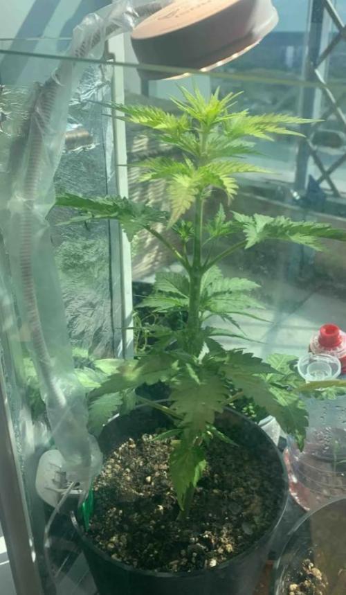 Red Jack Auto (WindowSil Modest/Attempt). Week 4 - 28/04/26