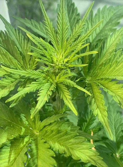 Red Jack Auto (WindowSil Modest/Attempt). Week 4 - 28/04/26
