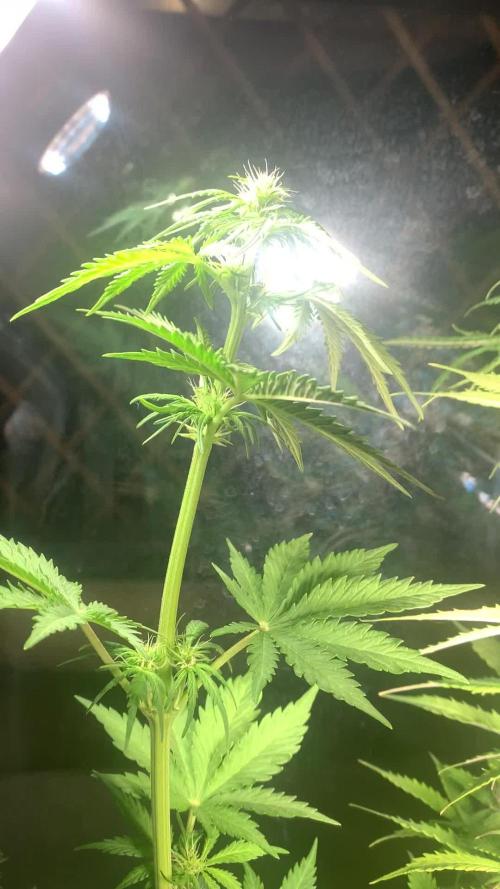 Red Jack Auto (WindowSil Modest/Attempt)