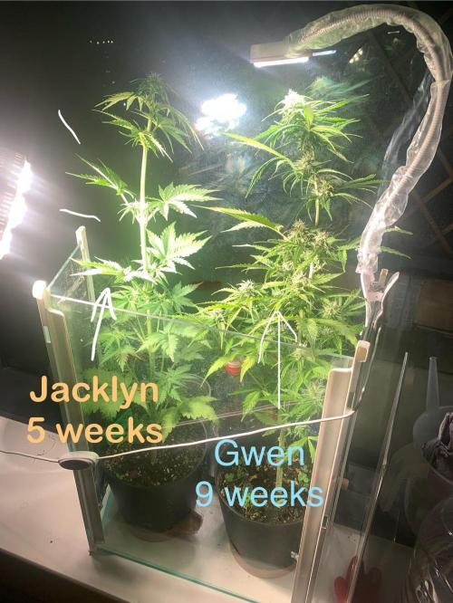 Red Jack Auto (WindowSil Modest/Attempt). Week 4 - Jacklyn next to her sister 
03/05/26