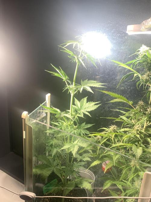 Red Jack Auto (WindowSil Modest/Attempt). Week 4 - Great genetics 03/05/26