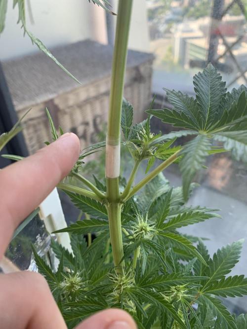 Red Jack Auto (WindowSil Modest/Attempt). Week 5