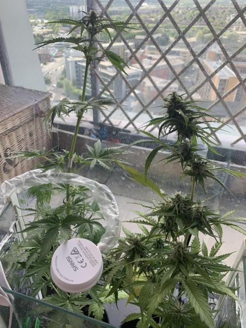Red jack autoflower. Week 5