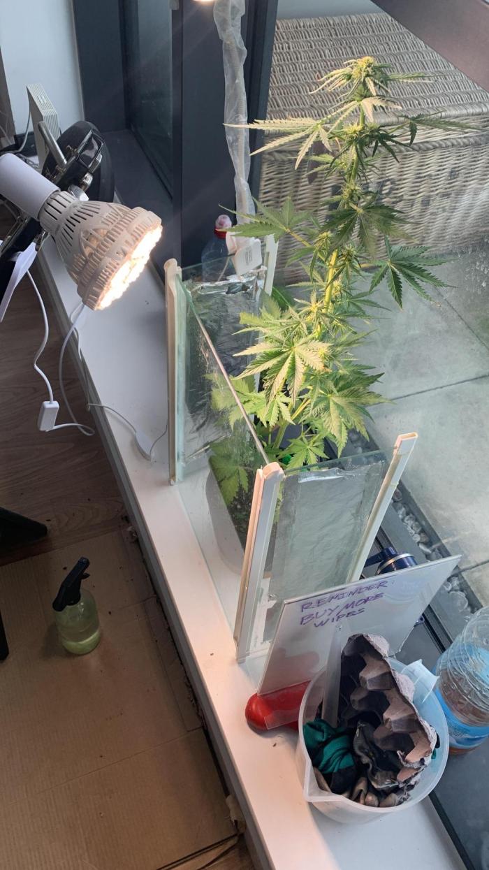 Red Jack Auto (WindowSil Modest/Attempt). Week 6