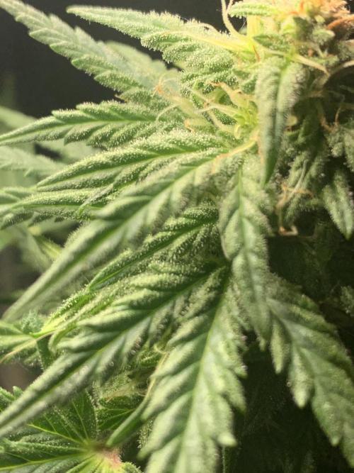 Red Jack Auto (WindowSil Modest/Attempt). Week 7 - Here terpene are starting to really show 