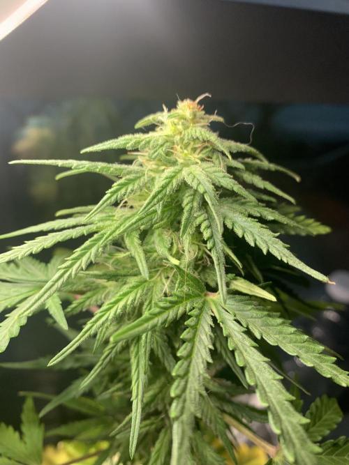 Red Jack Auto (WindowSil Modest/Attempt). Week 7 - 21/05/26
