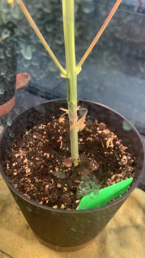 Red Jack Auto (WindowSil Modest/Attempt)