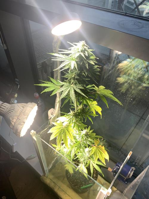 Red Jack Auto (WindowSil Modest/Attempt). Week 7 - 21/05/26