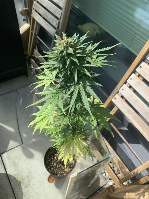 Red Jack Auto (WindowSil Modest/Attempt). Week 8