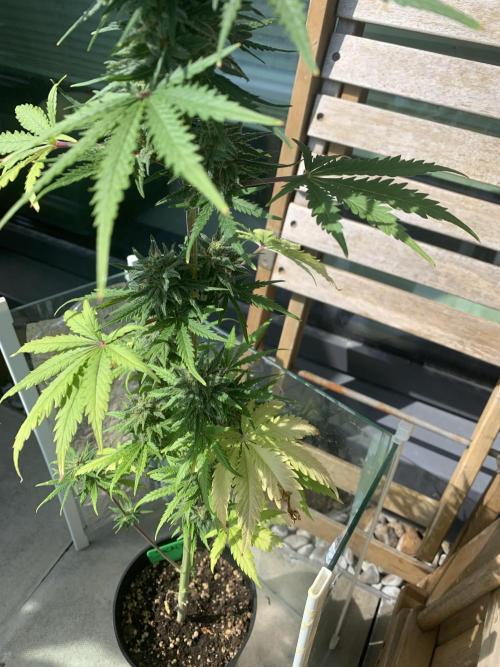 Red Jack Auto (WindowSil Modest/Attempt). Week 8