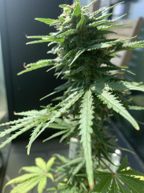 Red Jack Auto (WindowSil Modest/Attempt). Week 8