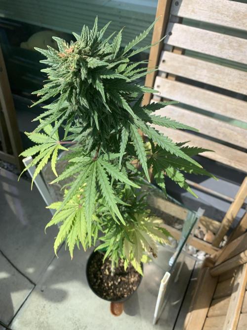 Red jack autoflower. Week 8