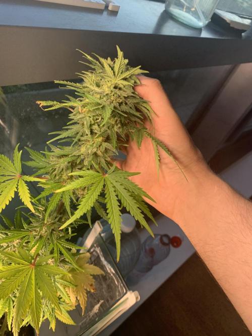 Red Jack Auto (WindowSil Modest/Attempt). Week 8