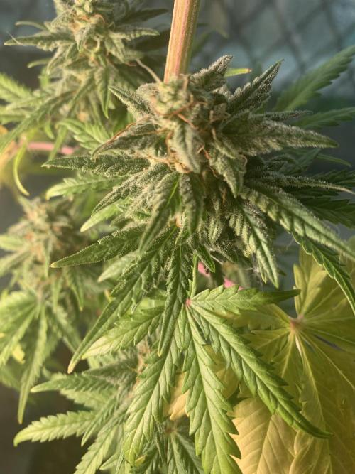 Red Jack Auto (WindowSil Modest/Attempt). Week 8