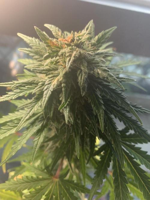 Red Jack Auto (WindowSil Modest/Attempt). Week 8