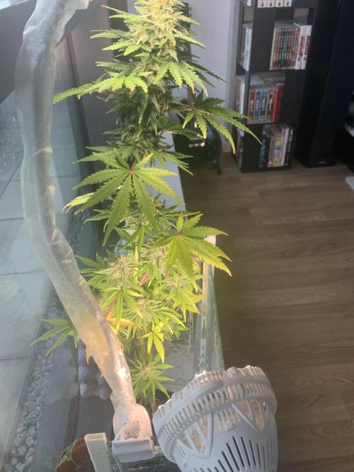 Red Jack Auto (WindowSil Modest/Attempt). Week 8