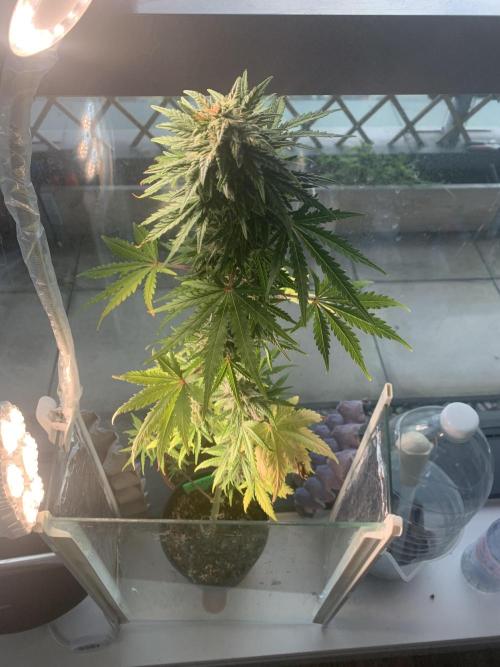 Red jack autoflower. Week 8
