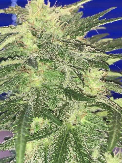 Red Jack Auto (WindowSil Modest/Attempt). Week 9