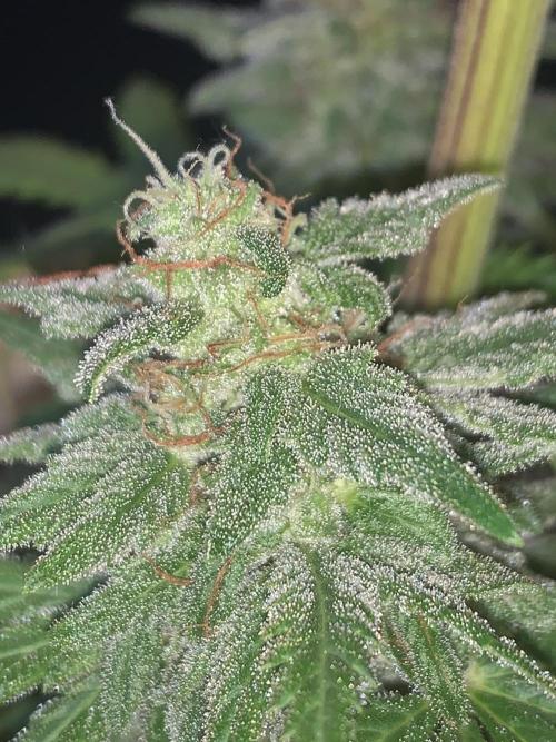 Red Jack Auto (WindowSil Modest/Attempt). Week 9