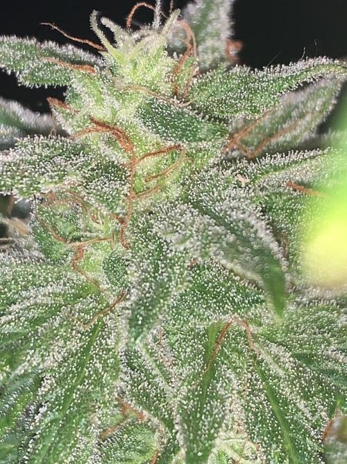 Red Jack Auto (WindowSil Modest/Attempt). Week 9