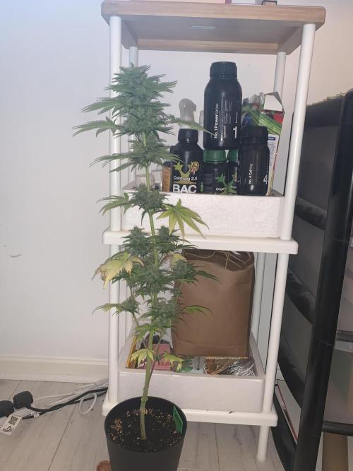 Red Jack Auto (WindowSil Modest/Attempt). Week 9