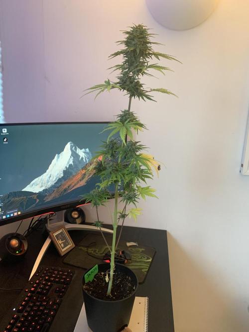Red Jack Auto (WindowSil Modest/Attempt). Week 9