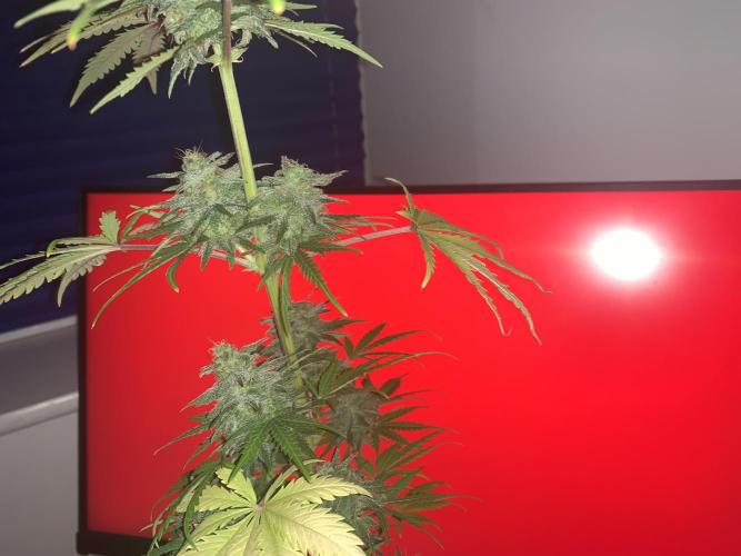 Red Jack Auto (WindowSil Modest/Attempt). Week 9