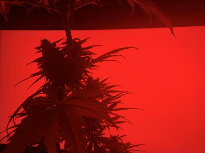 Red Jack Auto (WindowSil Modest/Attempt). Week 9