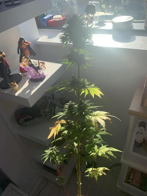Red Jack Auto (WindowSil Modest/Attempt). Week 9