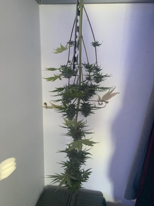 Red Jack Auto (WindowSil Modest/Attempt). Week 9