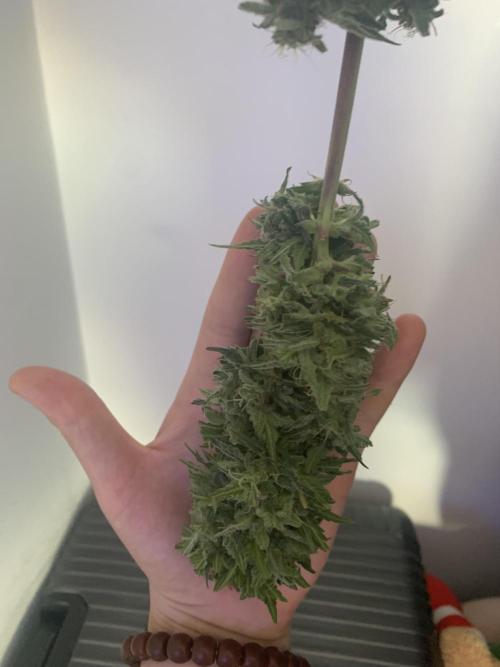 Red Jack Auto (WindowSil Modest/Attempt). Week 9