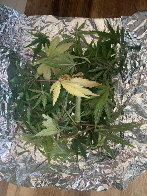 Red jack autoflower. Week 9