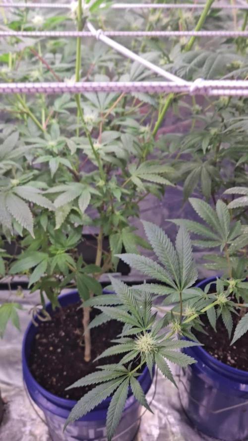 SweetleafSupreme Grows OG #18