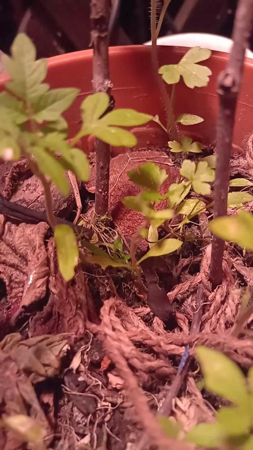 Bob, Claire, Ivory, Sugar