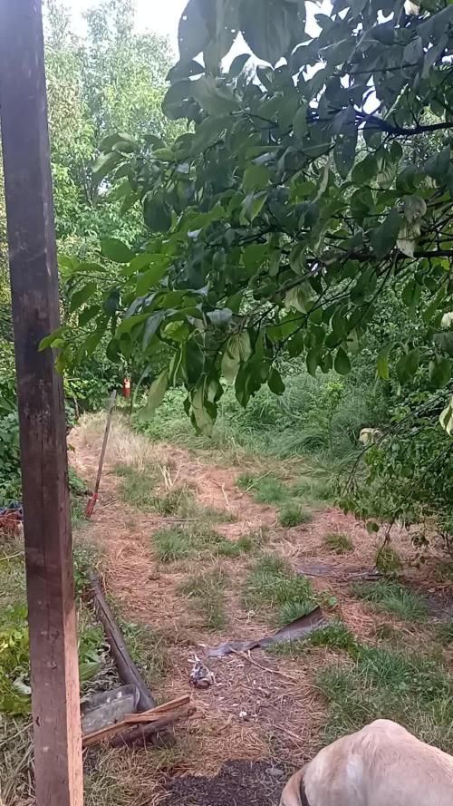 Bob, Claire, Ivory, Sugar