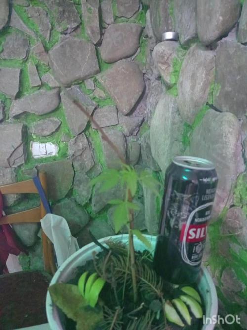 Bob, Claire, Ivory, Sugar