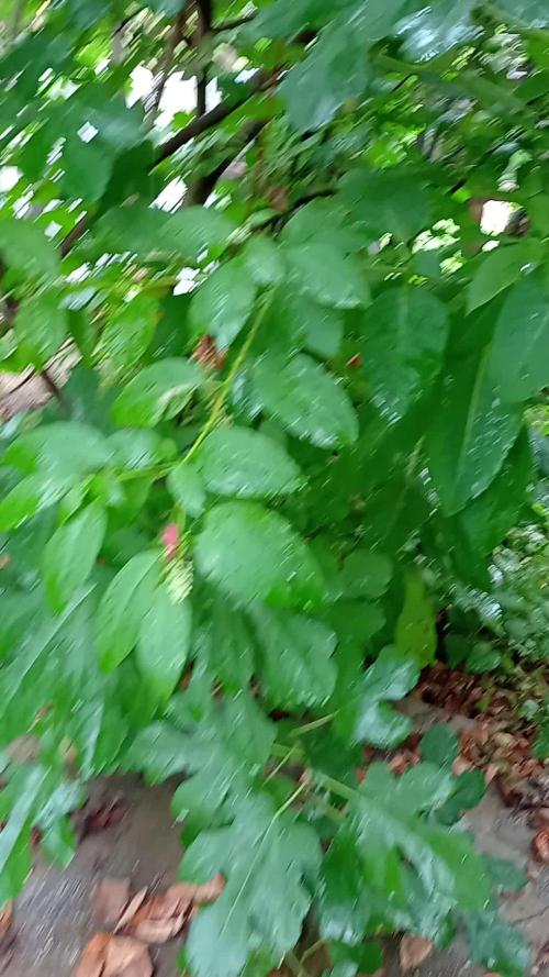 Bob, Claire, Ivory, Sugar