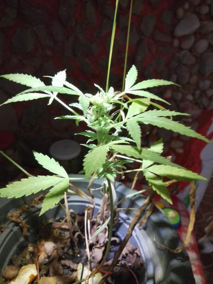 three little birds. Week 6