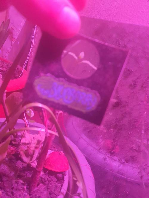 snowzaproduct. Week 4 - blueberry it iz