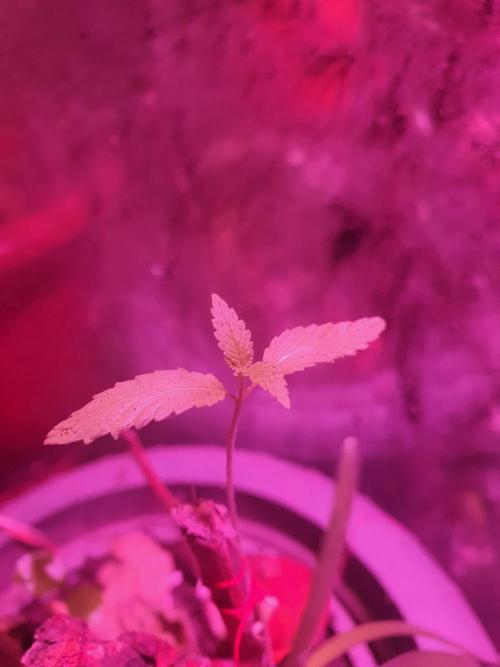 snowzaproduct. Week 4 - shee pretty