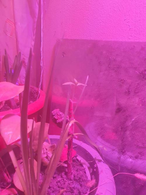 snowzaproduct. Week 4 - tall lil birch