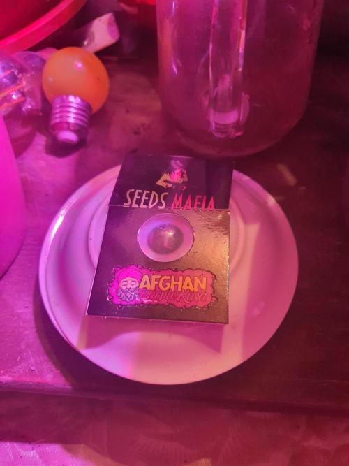 vegananic Veganix 101. Week 0 - strain and method - small plate of wet dirt' trying something new here ☃️