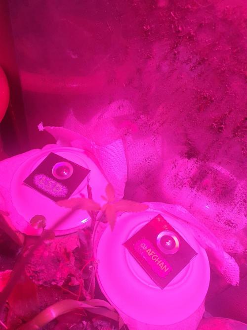 vegananic Veganix 101. Week 0 - it waz two