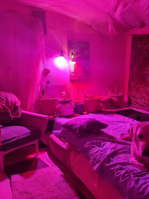 vegananic Veganix 101. Week 0