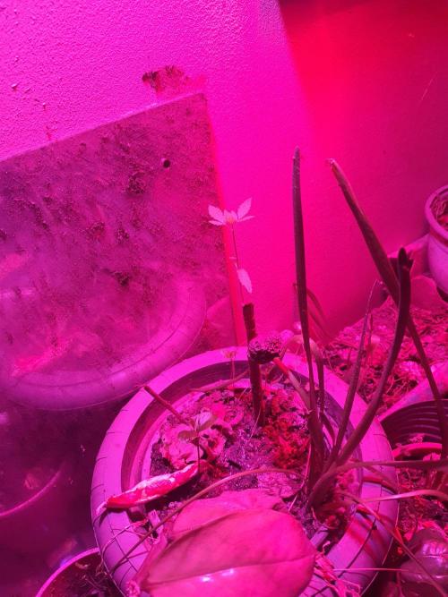 Wlkol 2 Grden Adam. Week 6 - dat ultraviolet
