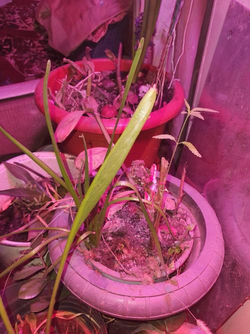 Wlkol 2 Grden Adam. Week 6 - welcome to da jungle