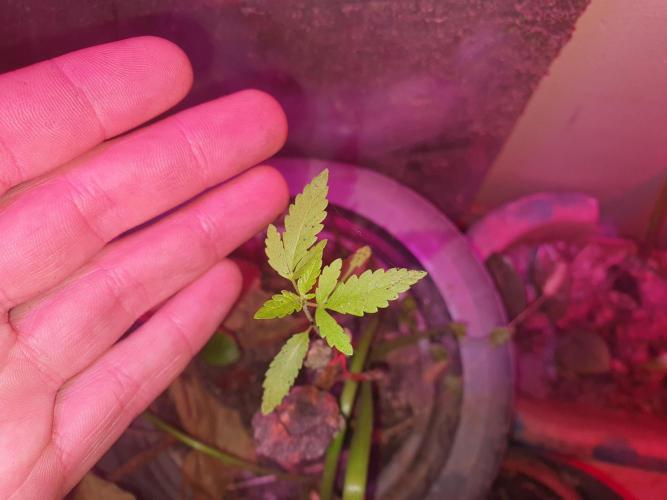 Wlkol 2 Grden Adam. Week 6 - looks like parsley sure hope it aint '